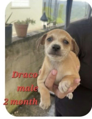 Draco, Pug