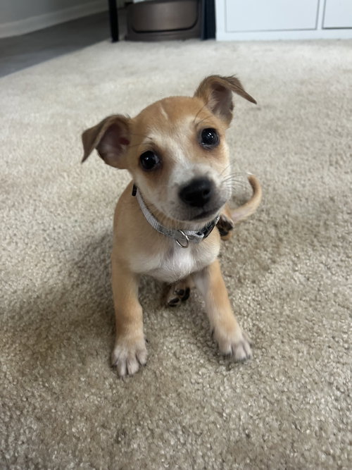 Draco, Pug / Chihuahua / Mixed (short coat)