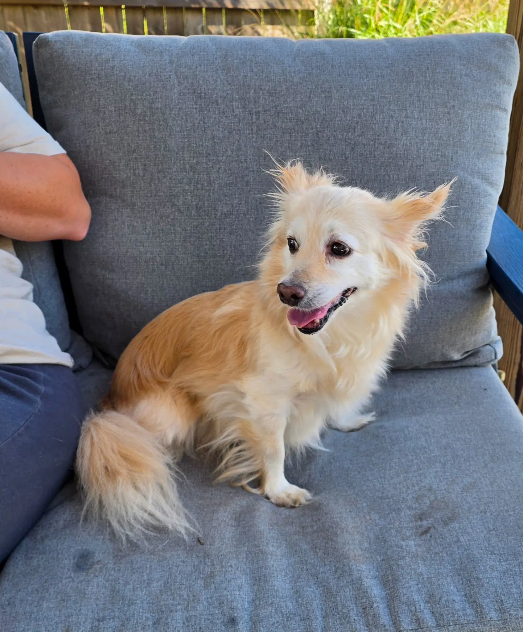 Angel - Chihuahua