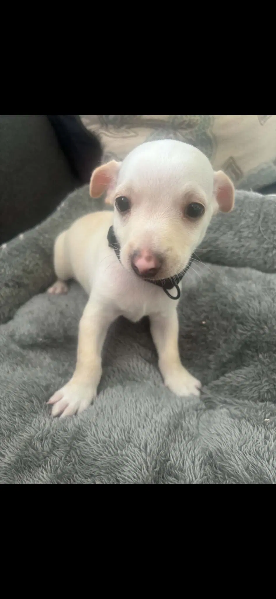 Tom - Chihuahua