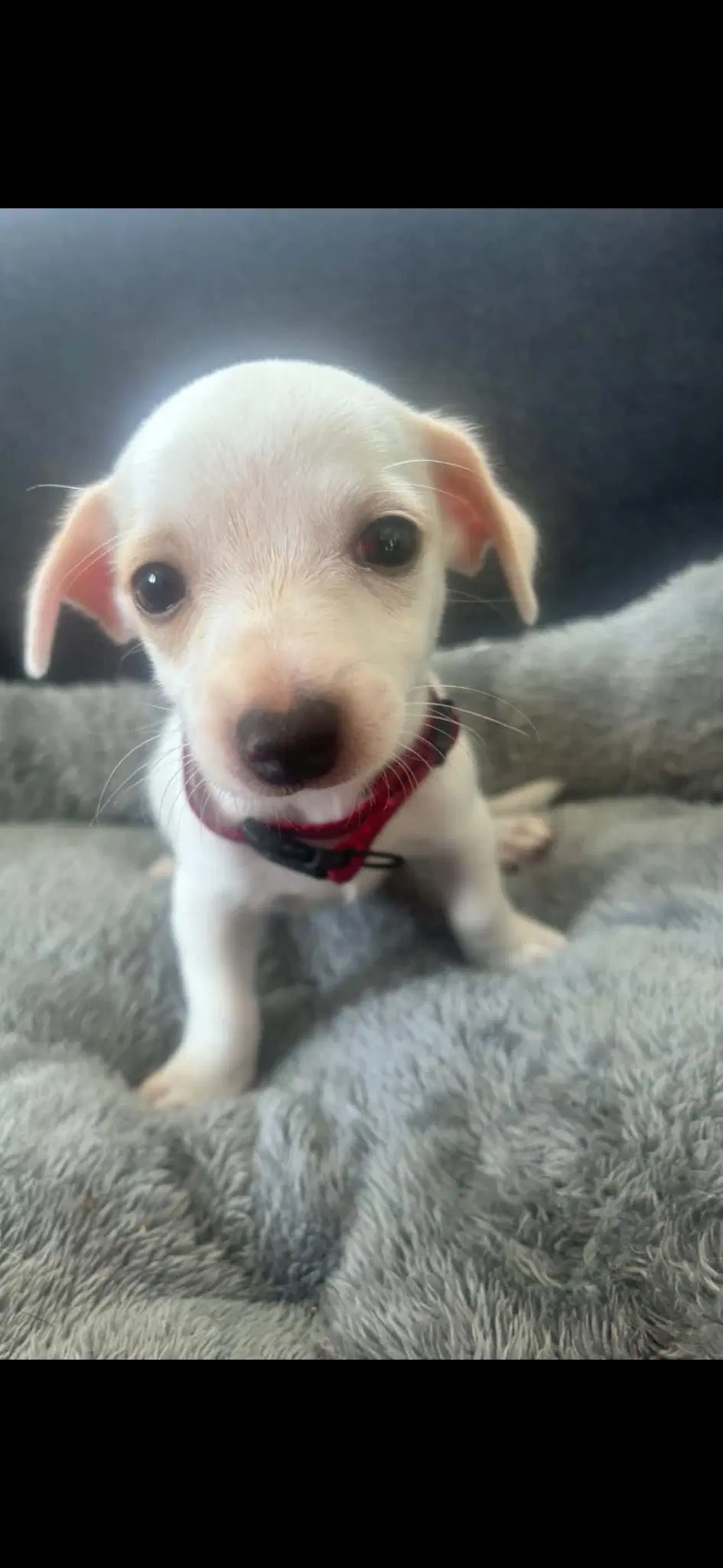 Jerry - Chihuahua