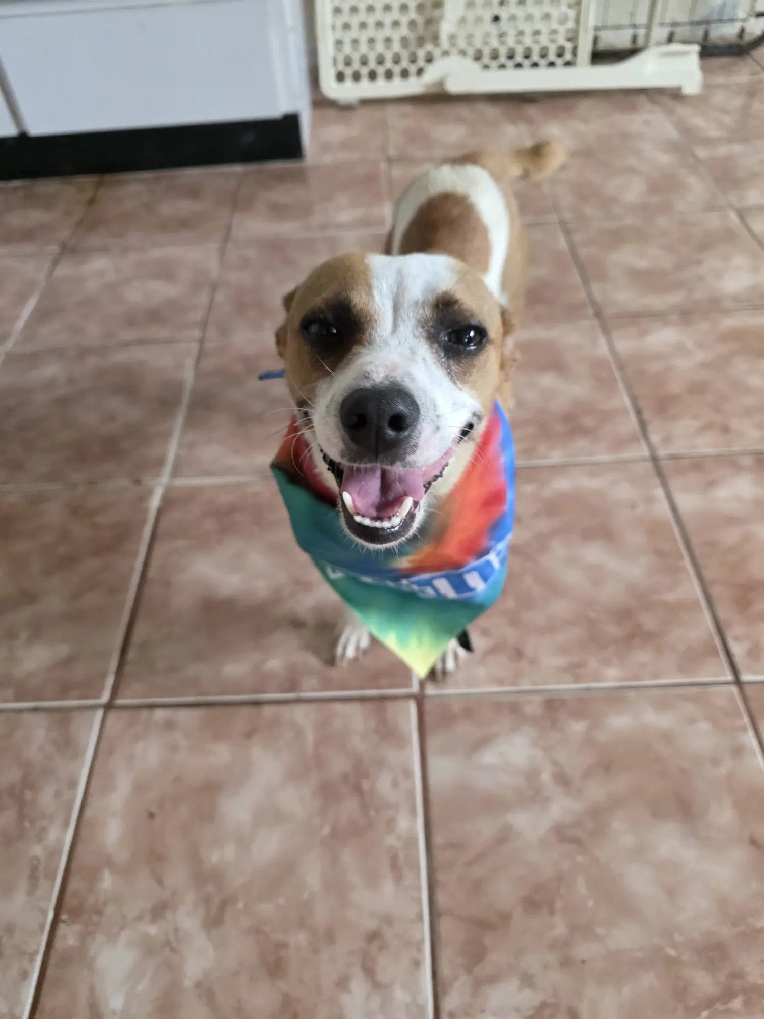 Nala - Chihuahua