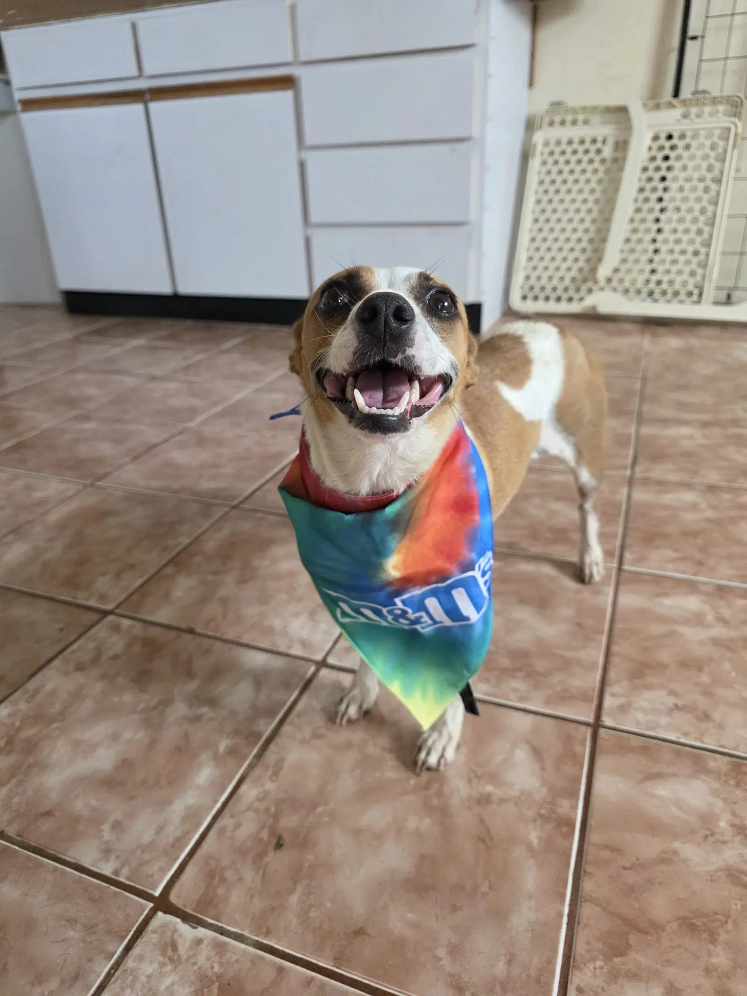 Nala image 2