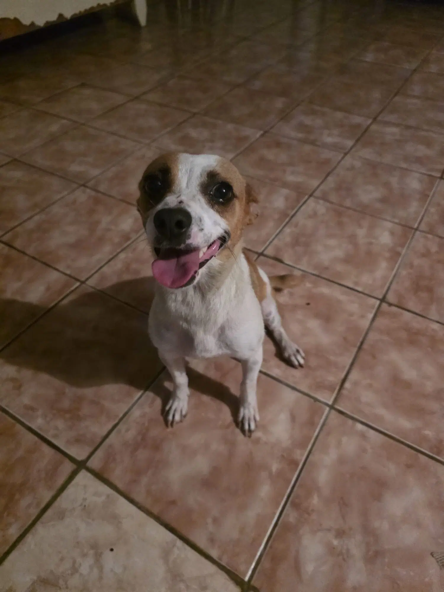 Nala image 3
