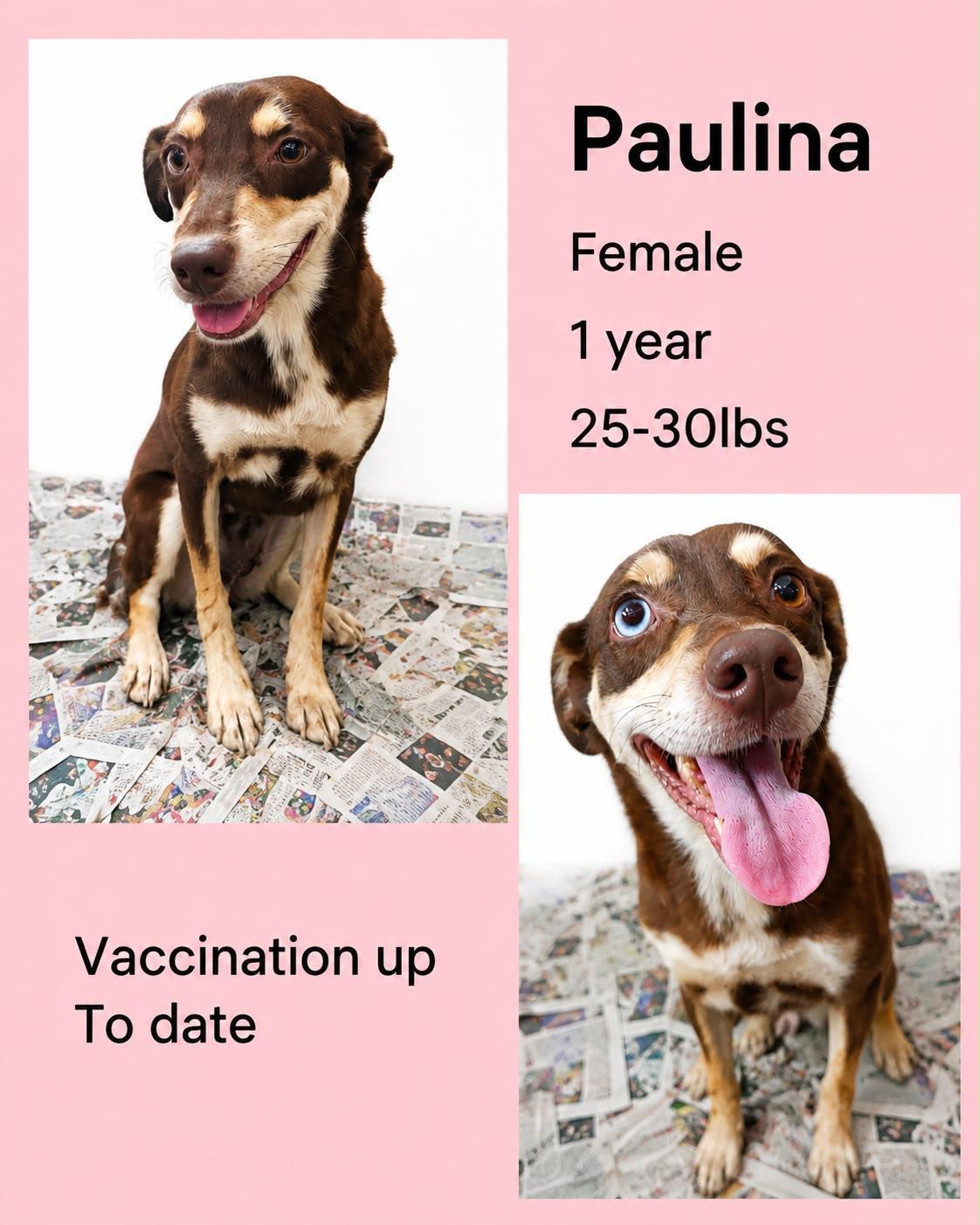 Paulina