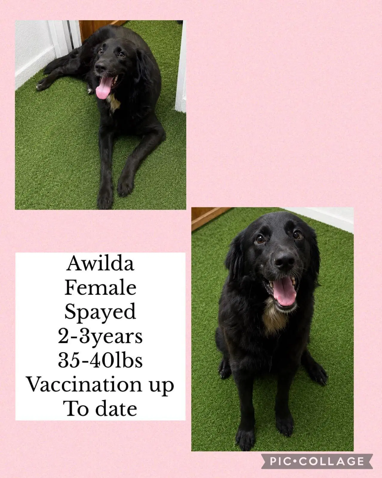 Awilda - Border Collie
