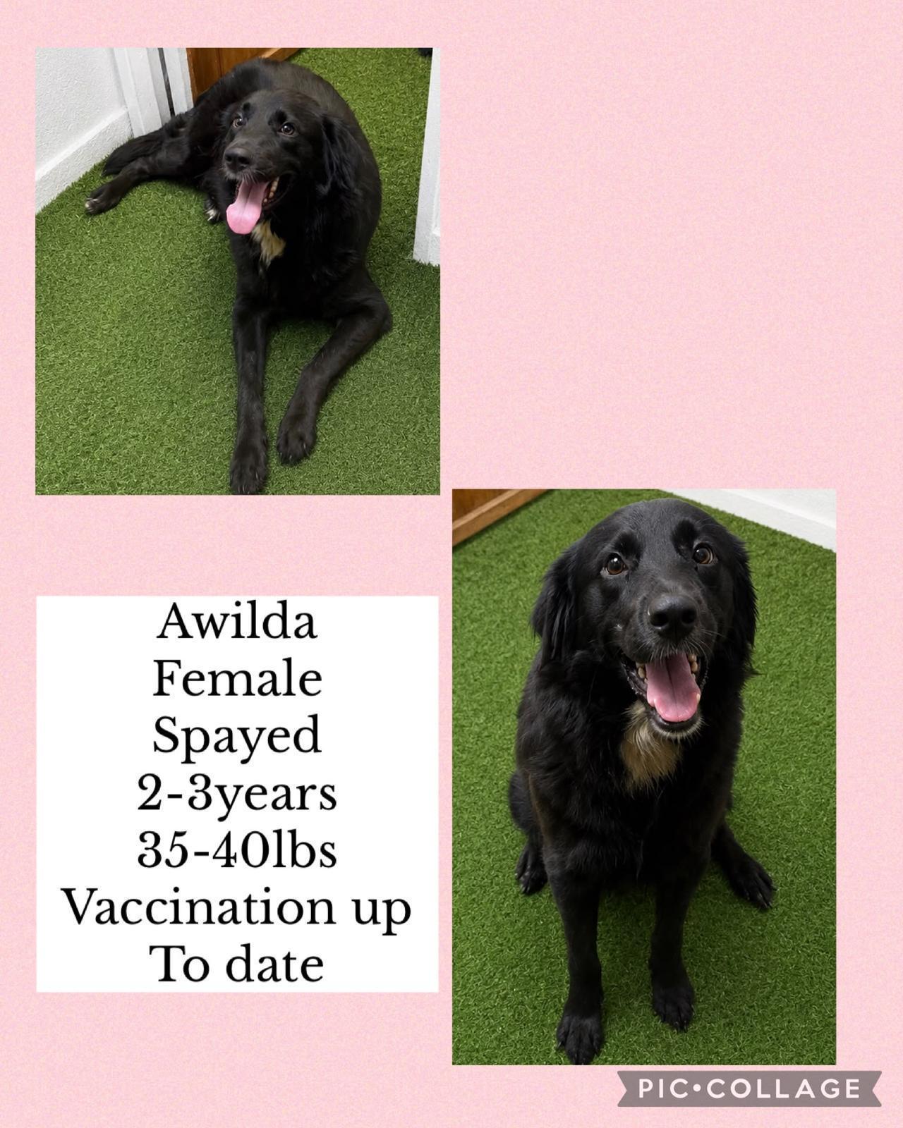 Awilda
