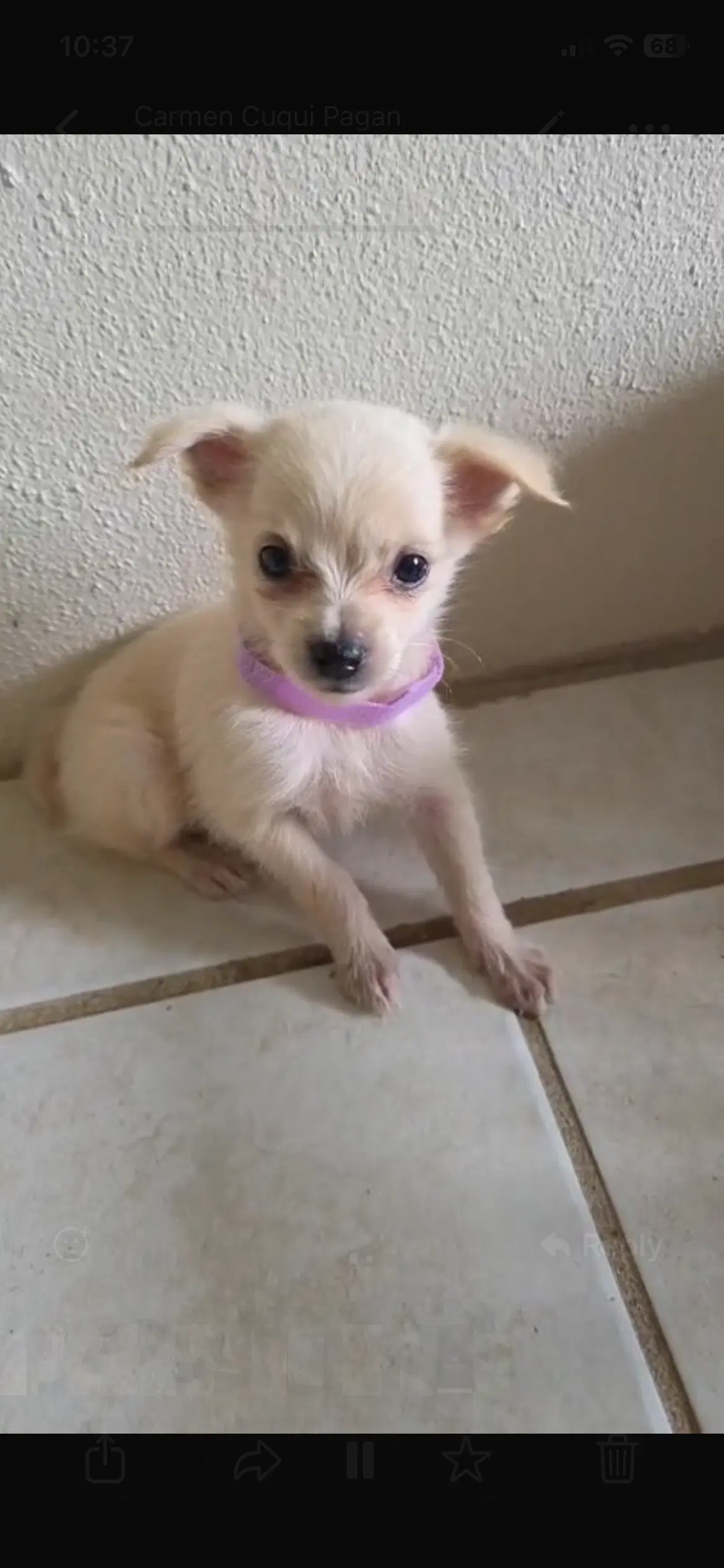 Barbie - Chihuahua