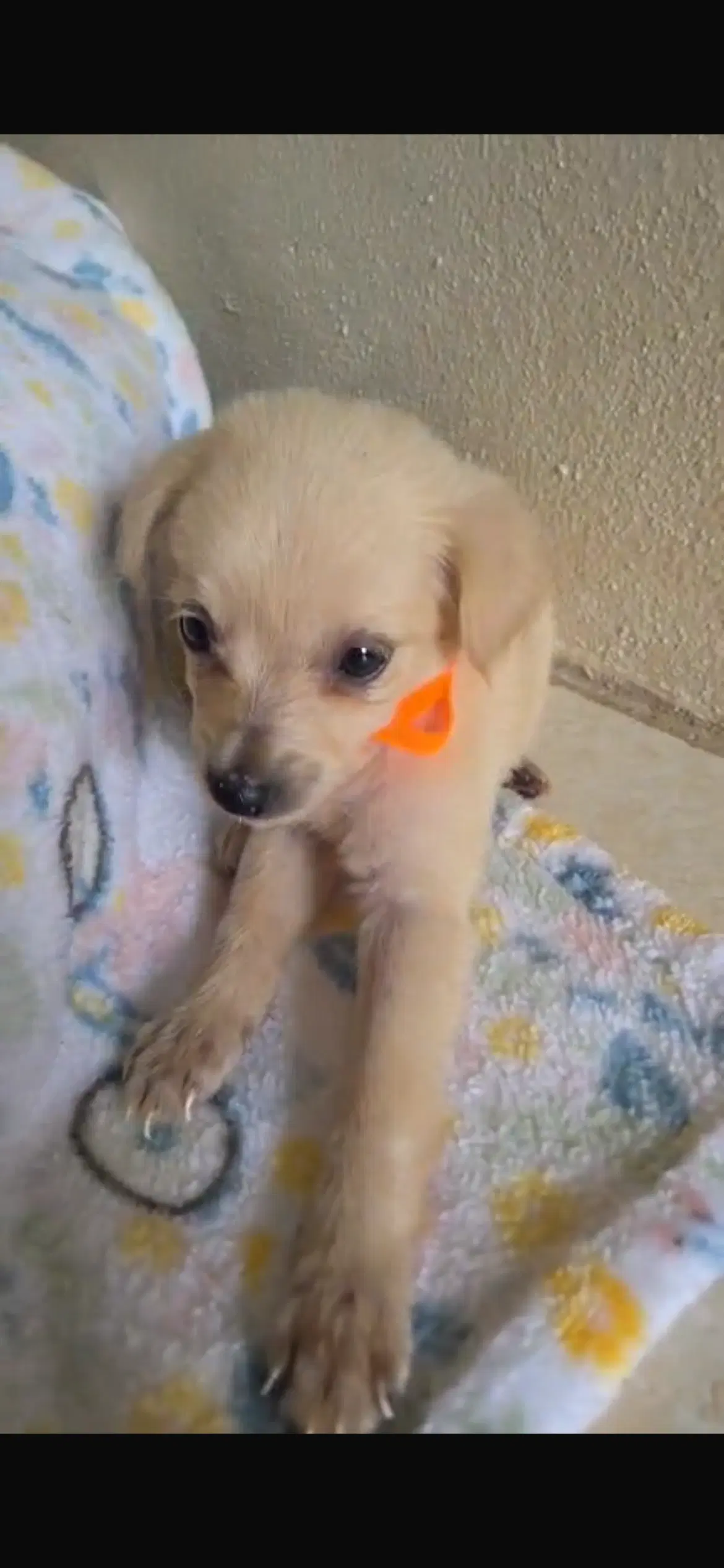 Briana - Chihuahua