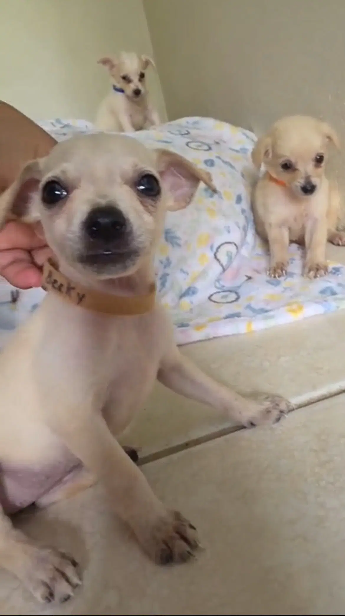 Becky - Chihuahua