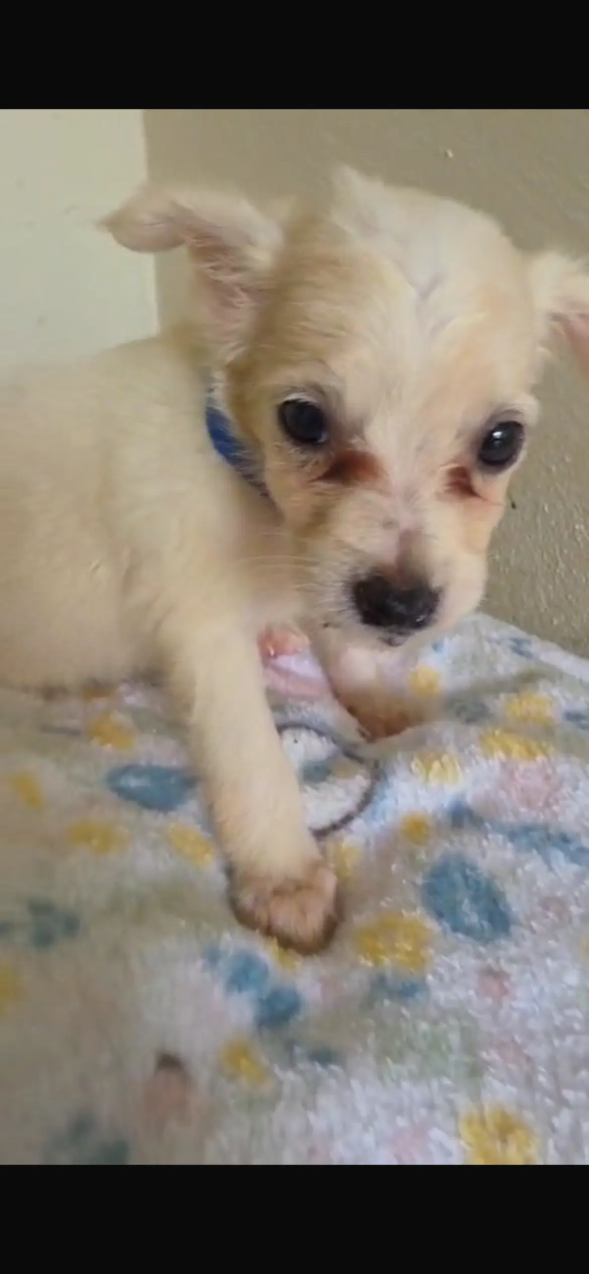 Brad - Chihuahua