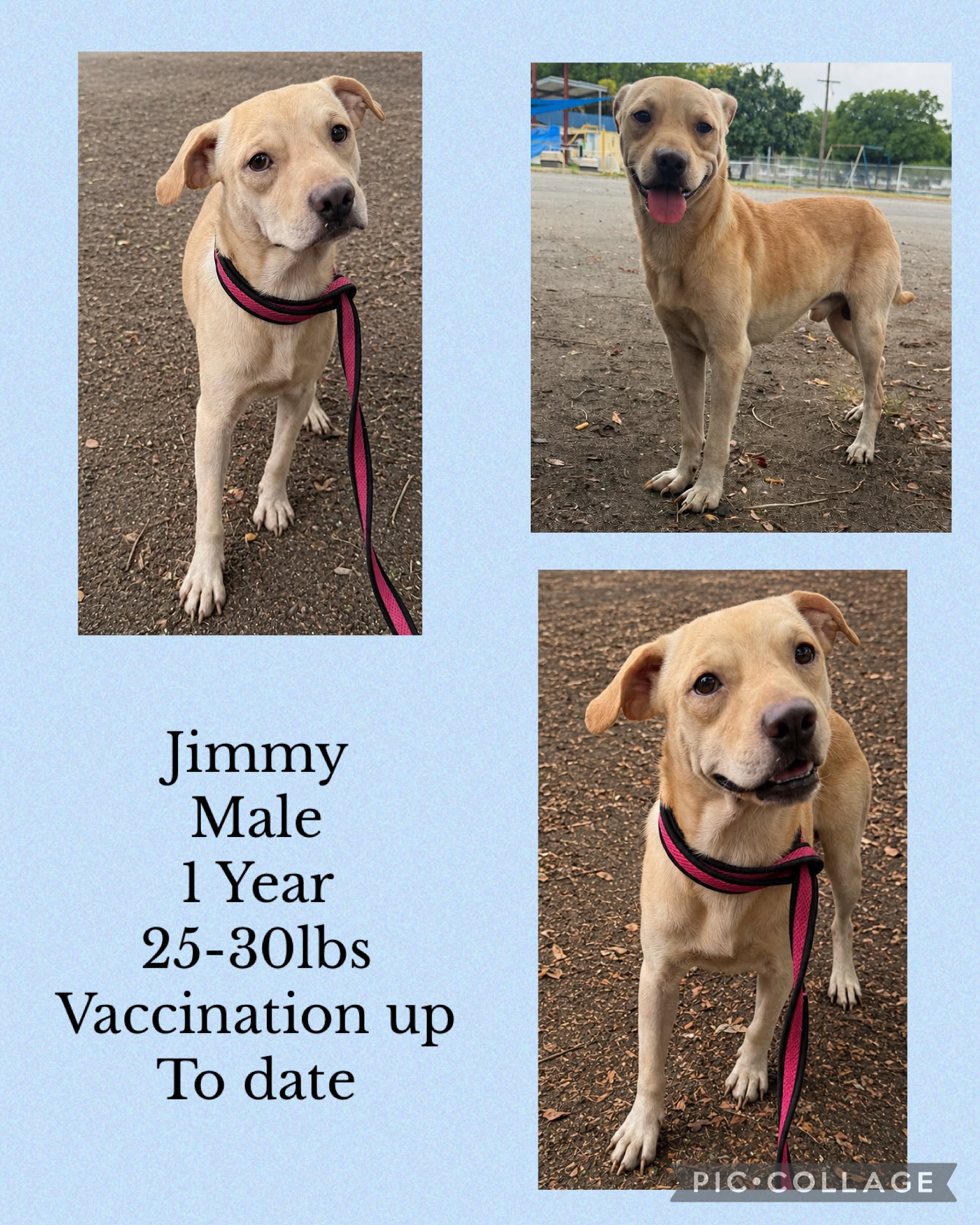 Jimmy