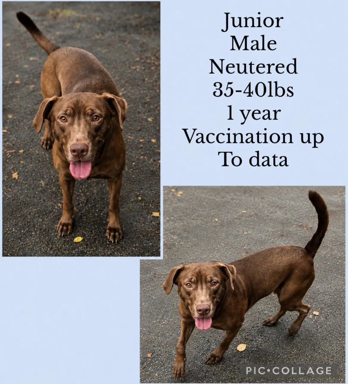 Junior - Labrador Retriever