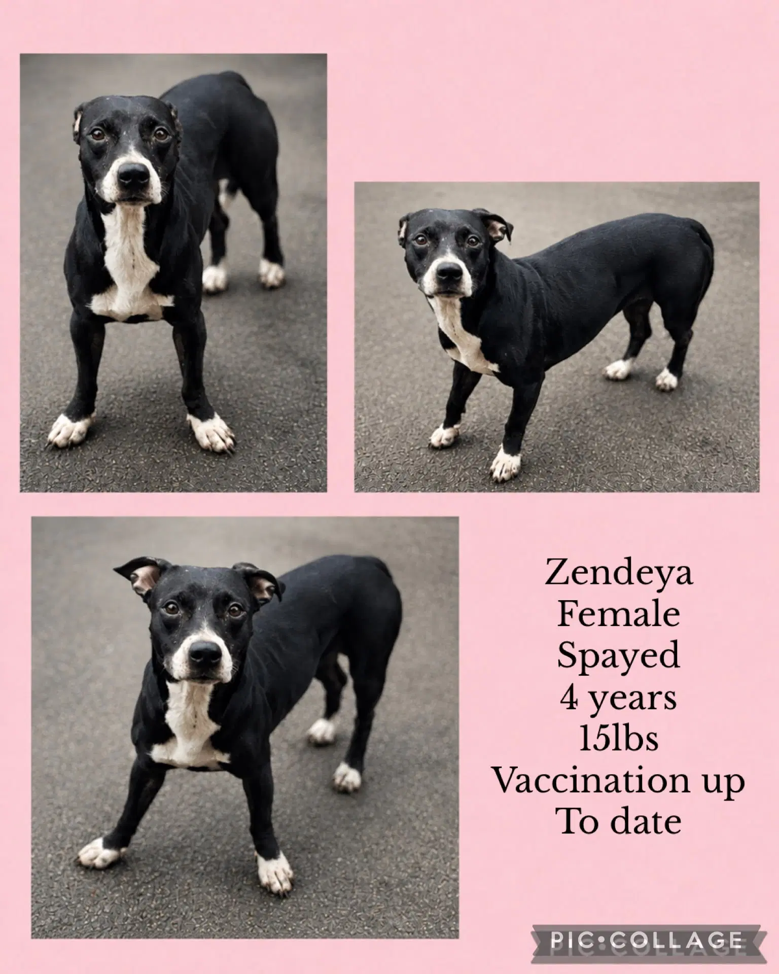 Zendeya - Boston Terrier