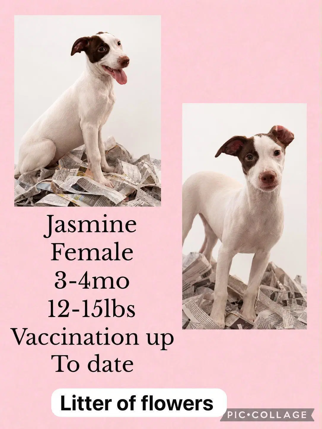 Jasmine - Whippet