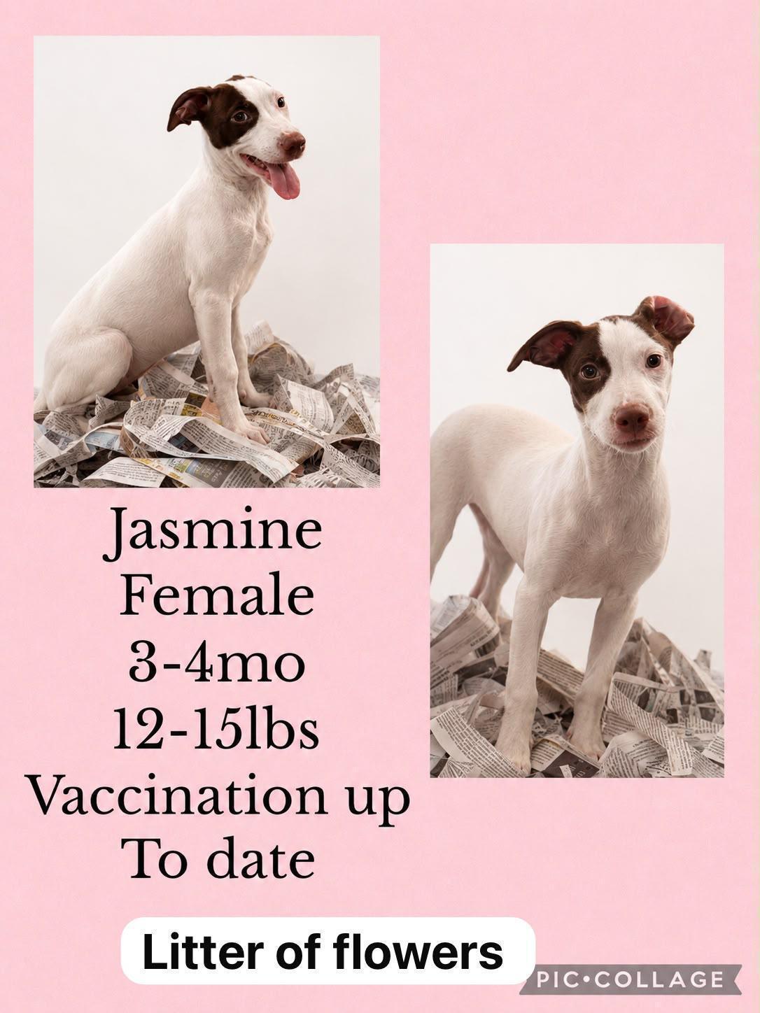 Jasmine