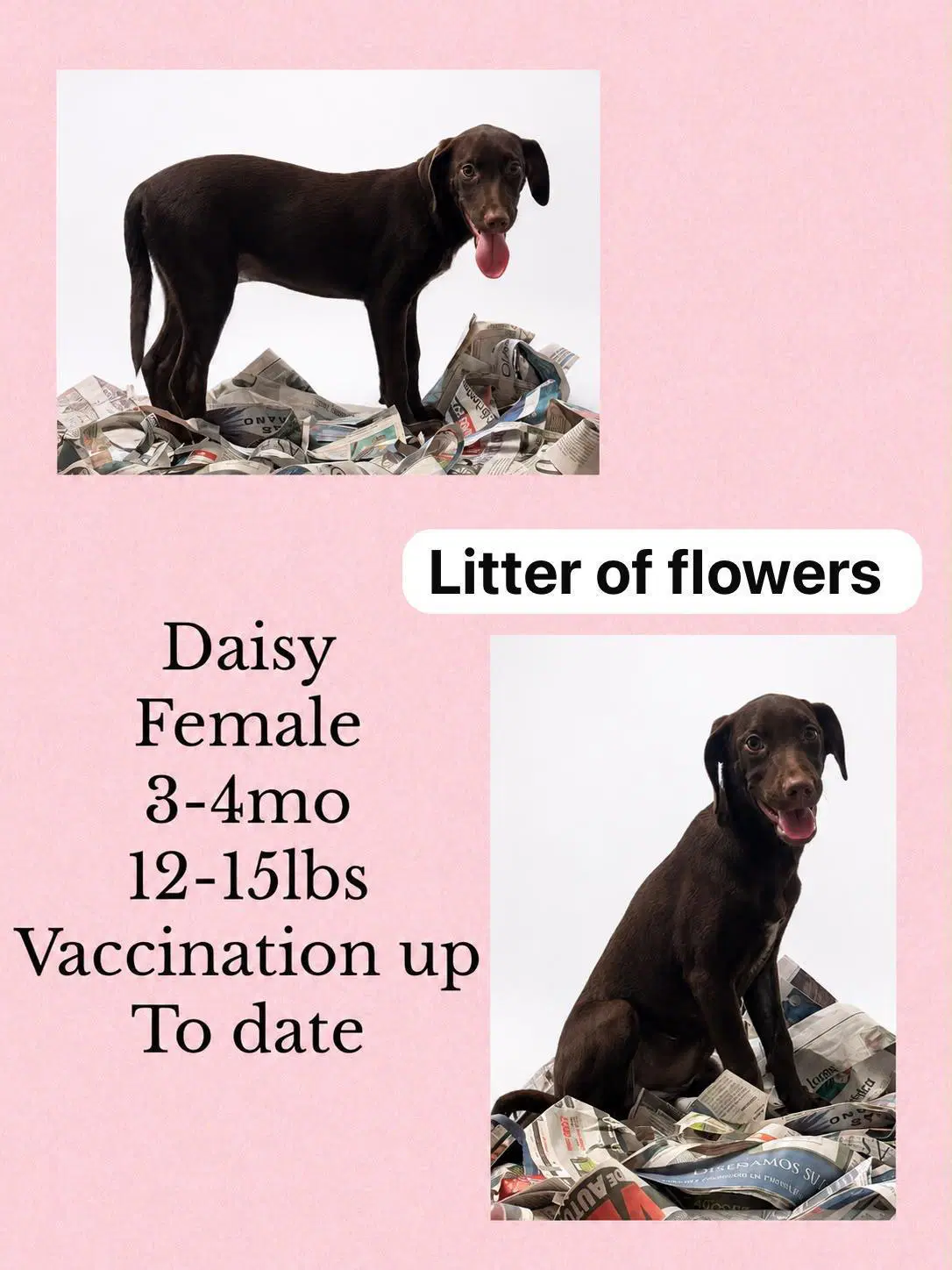 Daisy - Whippet