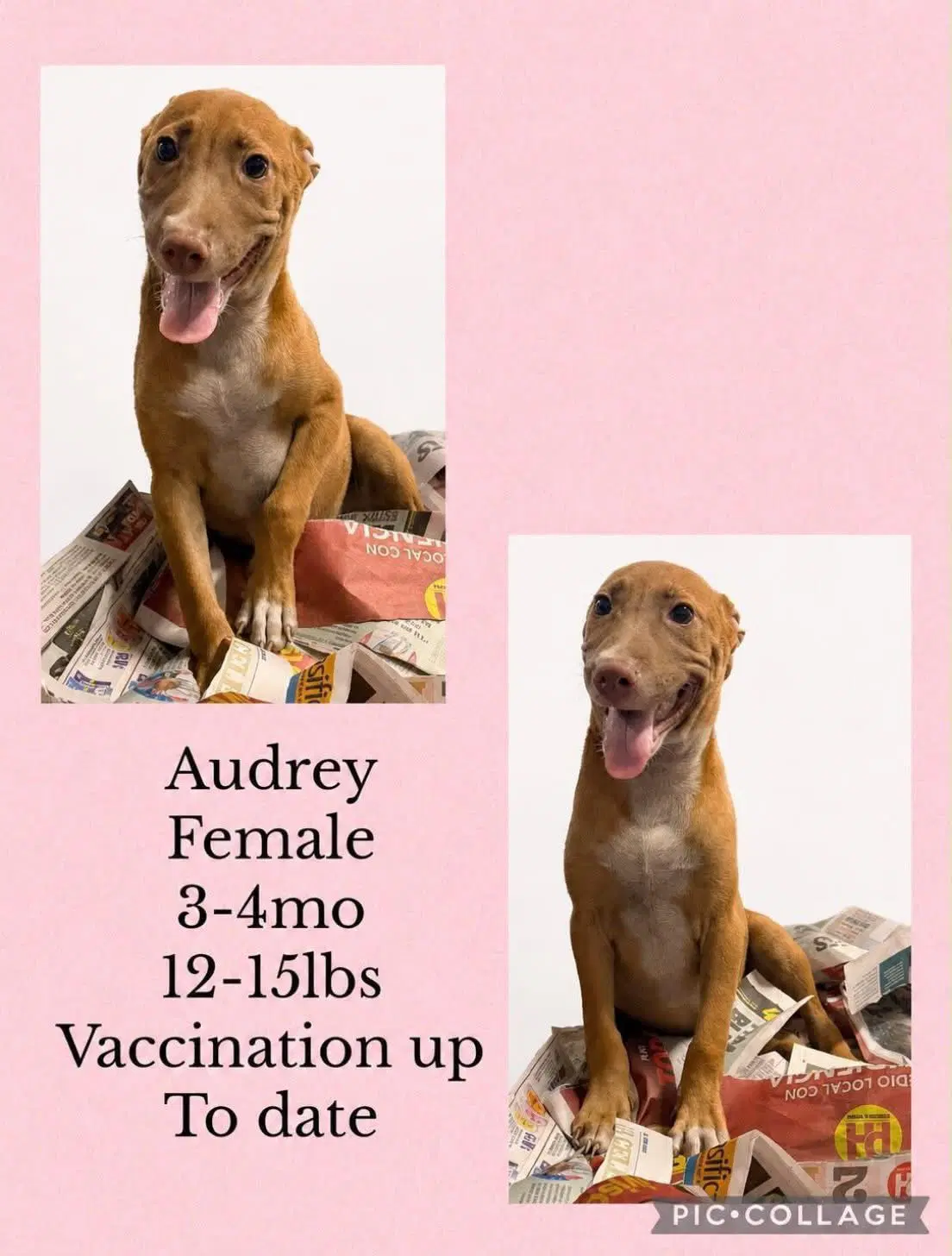 Audrey - Shar Pei