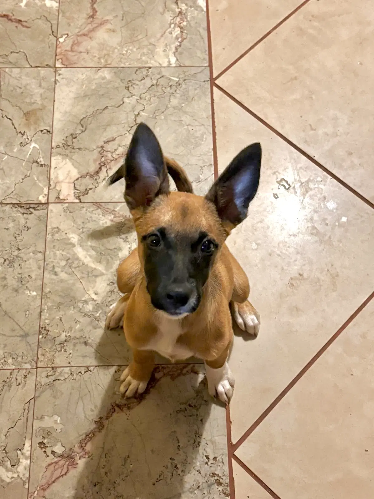 Victoria - Shepherd