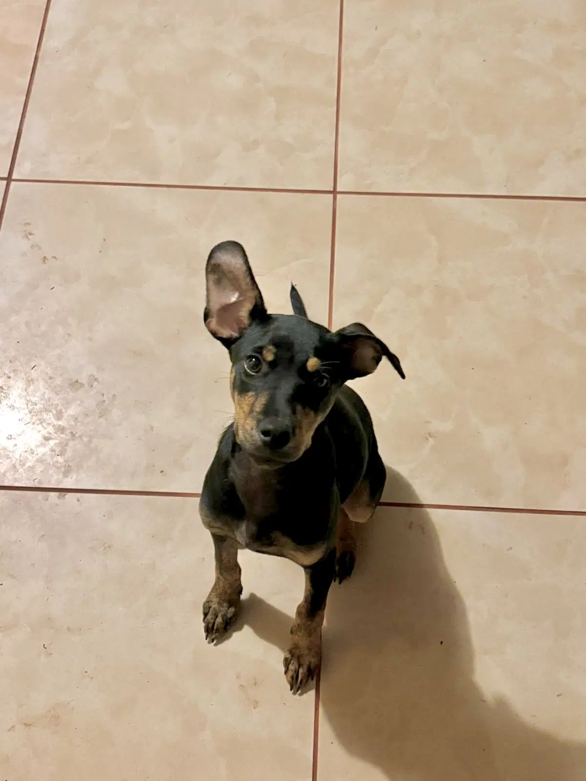 Sophie image 1