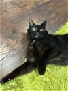 adoptable Cat in nashville, TN named Salem (10.5 years)