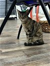 adoptable Cat in , TN named Sabrina (8 months)