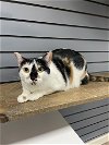 adoptable Cat in nashville, TN named Piper (1.5 Years)