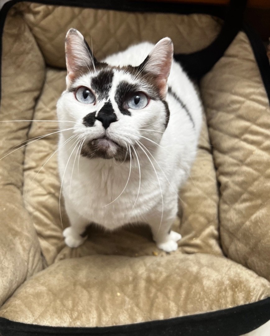 adoptable Cat in Nashville, TN named Sushi (7.5 yrs)