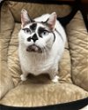 adoptable Cat in nashville, TN named Sushi (7.5 yrs)