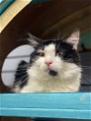 adoptable Cat in nashville, TN named Prince (5 years)