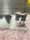 adoptable Cat in nashville, TN named Milo