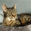 adoptable Cat in nashville, TN named Mr. The Missile