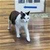 adoptable Cat in nashville, TN named Dudley (1y)