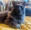 adoptable Cat in nashville, TN named Midnight (10y)