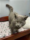adoptable Cat in nashville, TN named Duke (5y)
