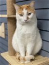 adoptable Cat in nashville, TN named Jagger (2)