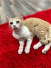 adoptable Cat in nashville, TN named Zoe (1)