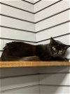 adoptable Cat in nashville, TN named Orion (2)