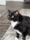 adoptable Cat in nashville, TN named Precious (11)