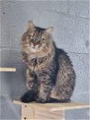 adoptable Cat in nashville, TN named Freya (10)