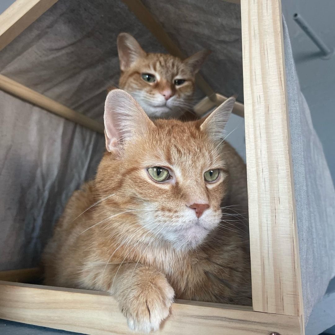 adoptable Cat in Nashville, TN named Milo (13) and Nibbler (12) bonded pair