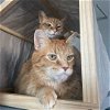 adoptable Cat in nashville, TN named Milo (13) and Nibbler (12) bonded pair
