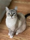 adoptable Cat in nashville, TN named Coots (4 yr)