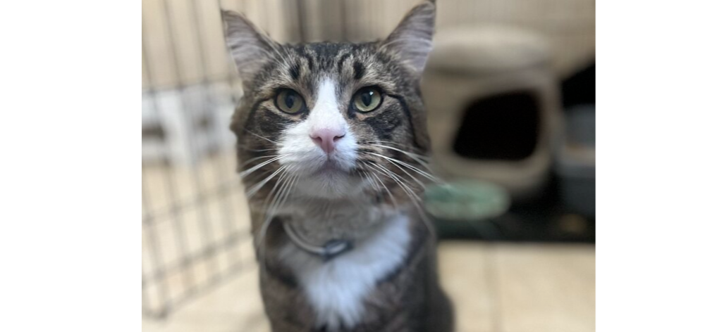 adoptable Cat in Utica, NY named Enchilada