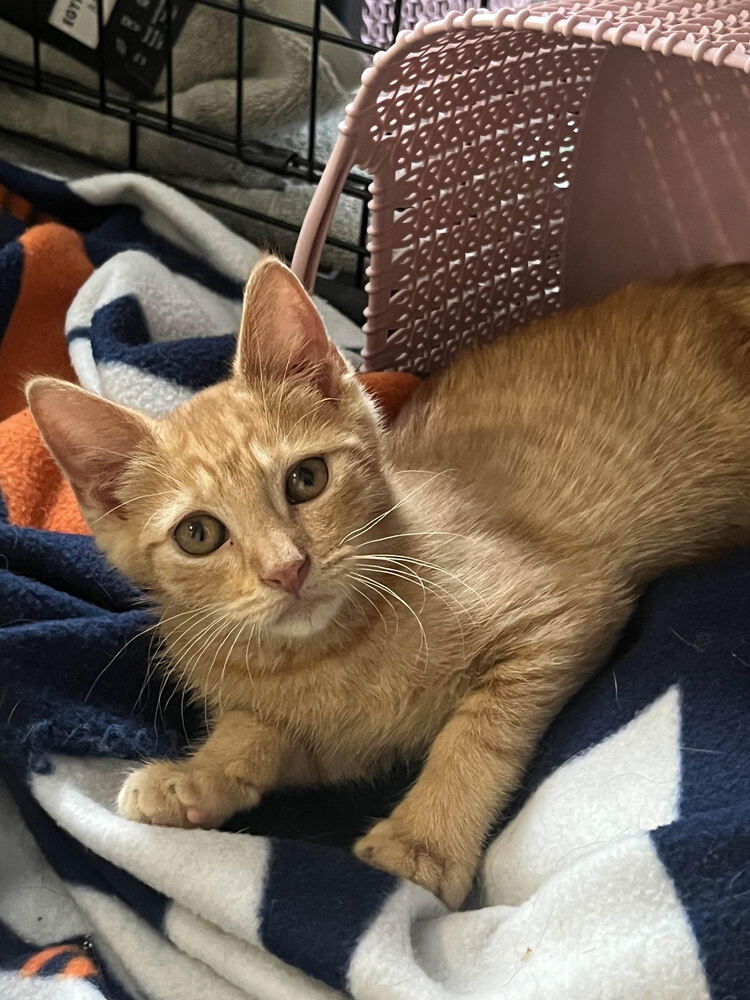 adoptable Cat in Utica, NY named Marmalade