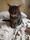 adoptable Cat in  named Dynasty