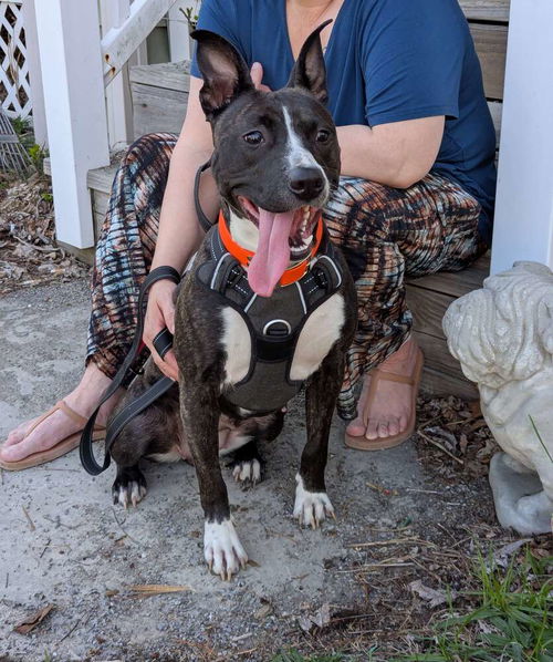 picture of the dog needing adoption