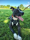 Dodger - Photo 1
