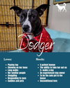 Dodger - Photo 2