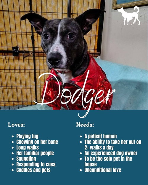 DODGER - Terrier / Pit Bull Terrier available for adoption